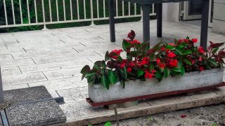 Terasse béton imprimé fleurie