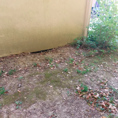 Pied de mur assaini après travaux de drainage